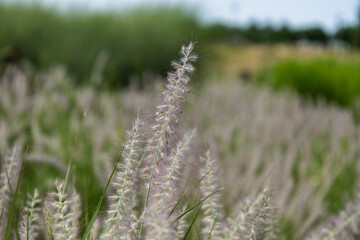 Pennisetum Alopecurides, known as the Chinese fountain cereal. He has characteristic fluffy inflorescences, which are beautifully swaying in the wind