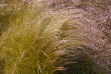 Nassella Tenuissima or Mexican Feather Grass - fluffy cirrus grass having a pink shade