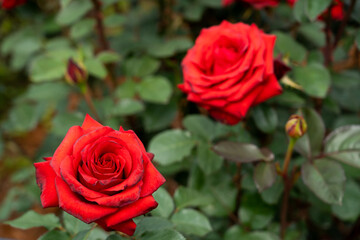 Bloom red rose with green leave in the garden