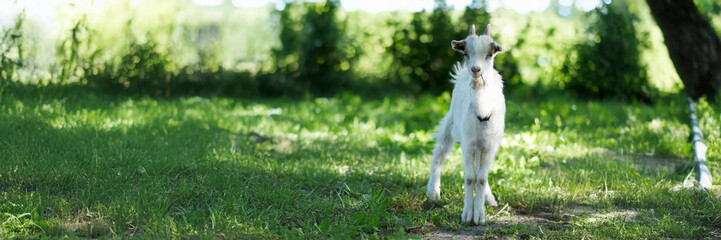 Obraz premium Goat in Nature Wide Banner with Copy Space