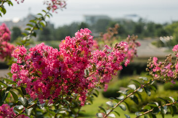 Brilliant pink Indian lilac on the bushes on a sunny summer day (Lagerstroemia indica or crepe myrtle)