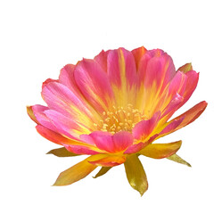 Close up of beautiful two tone flower of Lobivia cactus while blooming.
