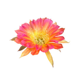 Close up of beautiful two tone flower of Lobivia cactus while blooming.
