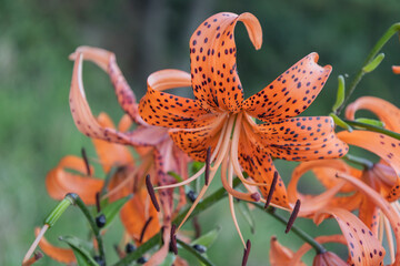 Exotic bright orange tiger lilies (spotted lilies). Beautiful blooming flower close-up