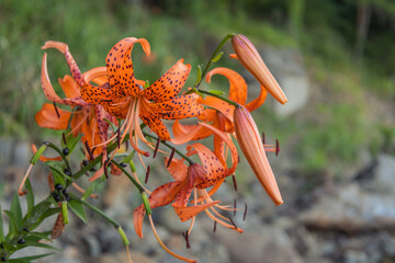 Exotic bright orange tiger lilies (spotted lilies). Opened flowers with buds in the evening