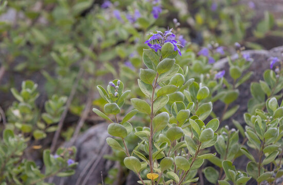 Wild shrubs Vitex Trifolia close -up