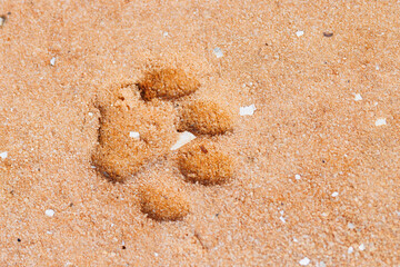 A wild animal track in Highlands Hammock State Park. I suspect it's a bobcat but please check with an expert if accuracy is important to your project.