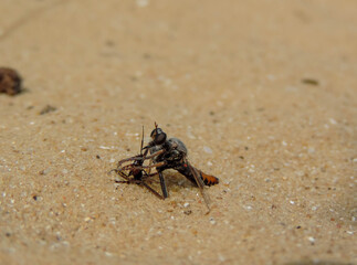 Robber Fly Eating a Fly Close-Up
