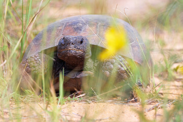 Obraz premium A gopher tortoise (Gopherus polyphemus) next to a yellow flower in Highlands County, Florida
