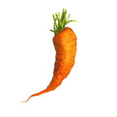 Watercolor illustration of orange carrot
