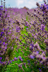 lavender field