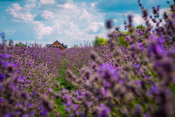lavender field