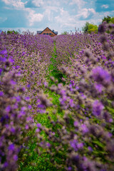 lavender field
