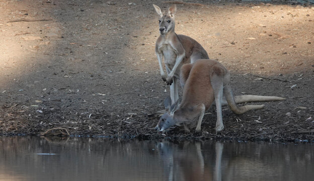 Red Kangaroo drinking at an outback waterhole