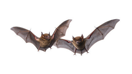 Obraz premium Two bats flying halloween isolated on transparent background
