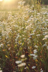 wild flowers in the forest