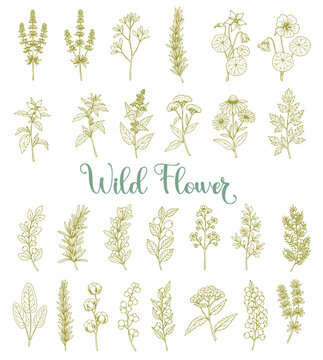 Fototapeta Plant nature hand drawn set. Collection botanical element.