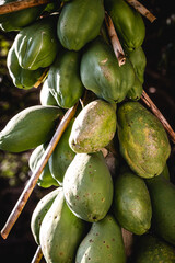 sick papaya, Brazilian fruit affected by fungus, dying papaya tree, smallpox or early blight, caused by the fungus Asperisporium caricae.
