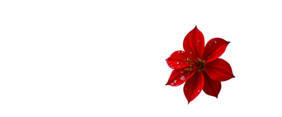 Red flower bring joy and holiday cheer to transparency background in winter
