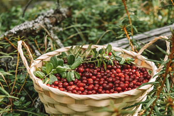 wicker basket full of freshly picked wild ripe lingonberries stands among the windbreak and lingonberry bushes in the forest. the concept of harvesting. collection of fresh seasonal organic berries.