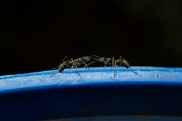 Black ants are fighting on the blue bin taken with macro lens
