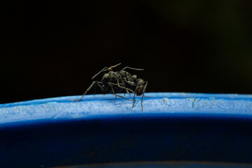 Black ants are fighting on the blue bin taken with macro lens