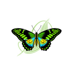 Obraz premium Minimalist vector of a birdwing butterfly with symbolic shield, highlighting its protected status. Clean modern design with vibrant elegance for conservation and nature themes. 
