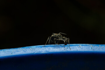 Black ants are fighting on the blue bin taken with macro lens