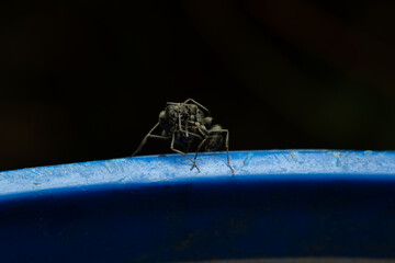 Black ants are fighting on the blue bin taken with macro lens