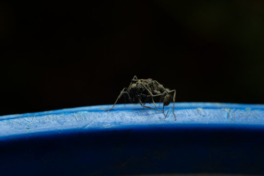 Black ants are fighting on the blue bin taken with macro lens