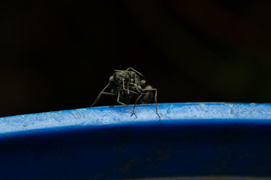 Black ants are fighting on the blue bin taken with macro lens