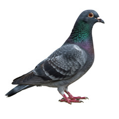 Obraz premium 孤立したハトのフルボディショット 羽毛の詳細 透明な背景に 鮮やかな色合い