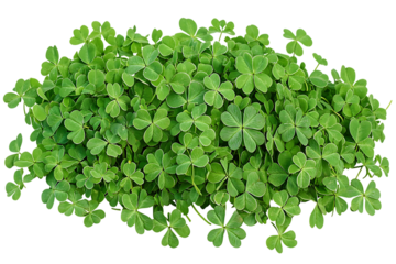 Pile of fresh green clovers transparent PNG isolated background