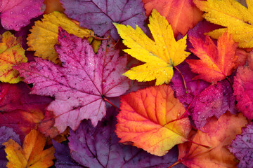 Obraz premium Colorful fall leaves background