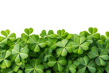 Abundance of green shamrock leaves isolated on white or transparent png