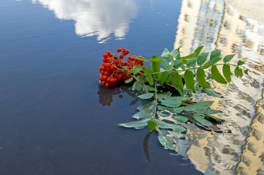 Rowan berry clusters after rain, in a puddle in the courtyard of an apartment building