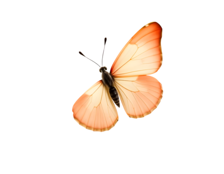 Delicate peach butterfly with intricate wing patterns on black background