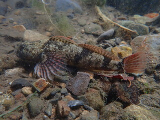あきる野市の河川で見つけた【カジカ】