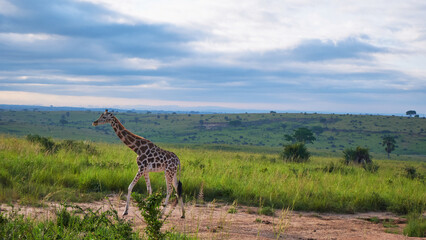 Rothschild’s giraffe walking in Murchison Falls.
Rothschild’s giraffe striding across the green savanna of Murchison Falls National Park under a dramatic cloudy sky.