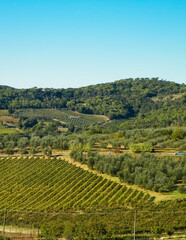 Landscape of the Tuscan vineyards, Italy