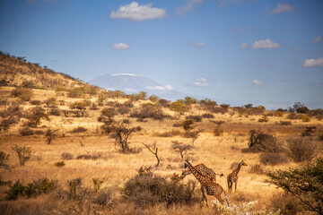 Giraffes Grazing in Amboseli with Mount Kilimanjaro in the Background