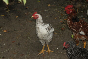 rooster and hen