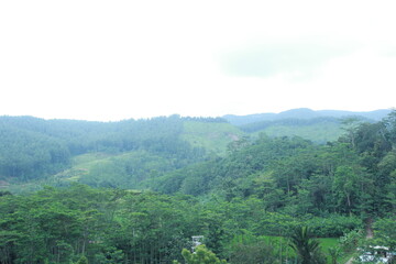 Naklejka premium forest in the mountains
