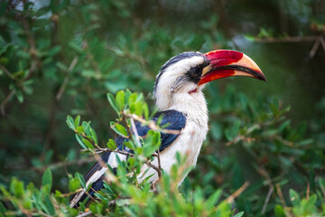 Red-Billed Hornbill Eating Fruit
