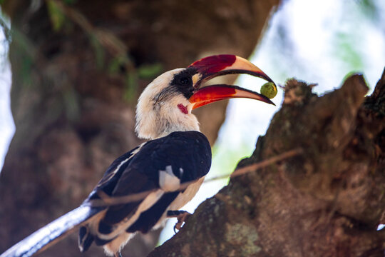 Red-Billed Hornbill Eating Fruit
