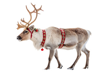 A reindeer with large antlers wearing a red harness standing against a black isolated background image