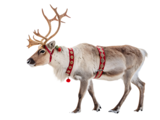A reindeer with large antlers wearing a red harness standing against a black isolated background image