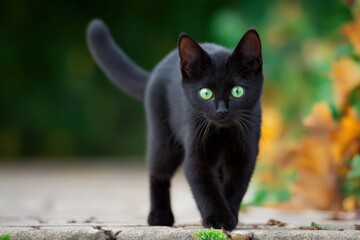 Elegant Black Cat Portrait with Piercing Green Eyes Walking Outdoor, Halloween Concept Photography