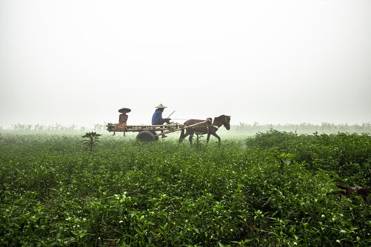 Rangpur, Bangladesh - 14 December 2022: View of a horse-drawn cart carrying two figures traversing a vibrant green field under a misty sky.