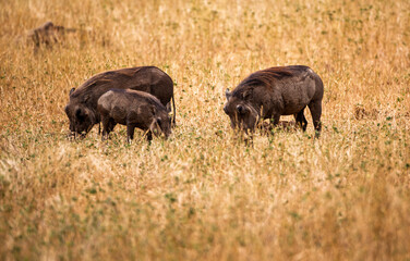 Family of Warthogs Grazing in the Savannah